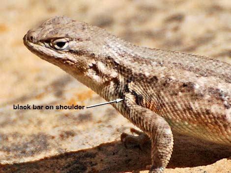 Sagebrush Lizard (Sceloporus graciosus)