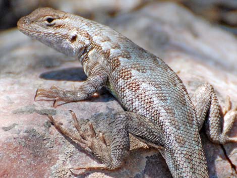 Sagebrush Lizard (Sceloporus graciosus)