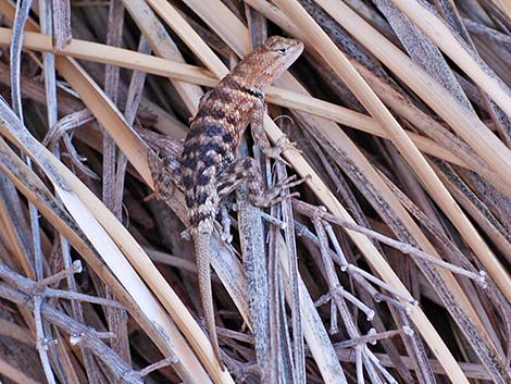 Orange-headed Spiny Lizard (Sceloporus magister cephaloflavus)