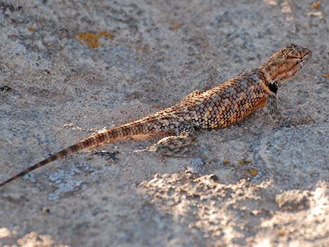 Desert Spiny Lizard (Sceloporus magister)