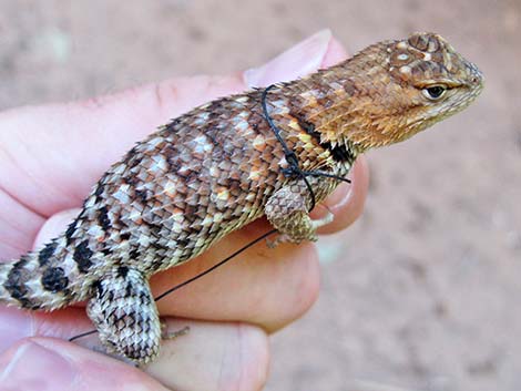 Orange-headed Spiny Lizard (Sceloporus magister cephaloflavus)