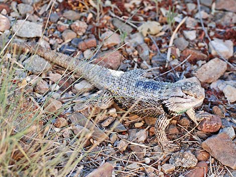 Purple-backed Spiny Lizard (Sceloporus magister magister)