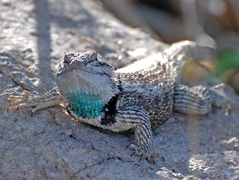 Purple-backed Spiny Lizard (Sceloporus magister magister)