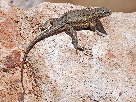 Great Basin Fence Lizard (Sceloporus occidentalis)