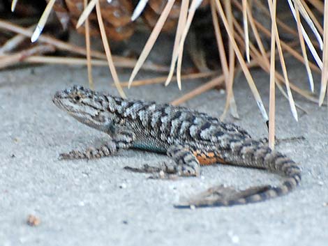 Great Basin Fence Lizard (Sceloporus occidentalis)