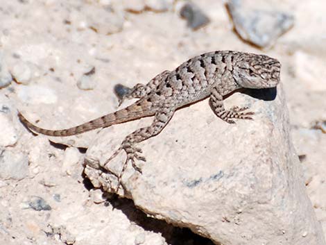 Great Basin Fence Lizard (Sceloporus occidentalis)