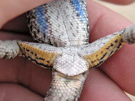 Great Basin Fence Lizard (Sceloporus occidentalis)