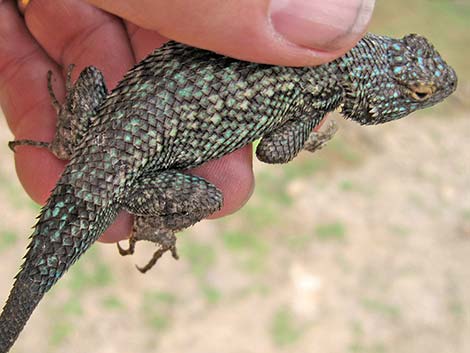 Great Basin Fence Lizard (Sceloporus occidentalis)