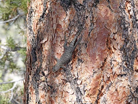 Great Basin Fence Lizard (Sceloporus occidentalis longipes)