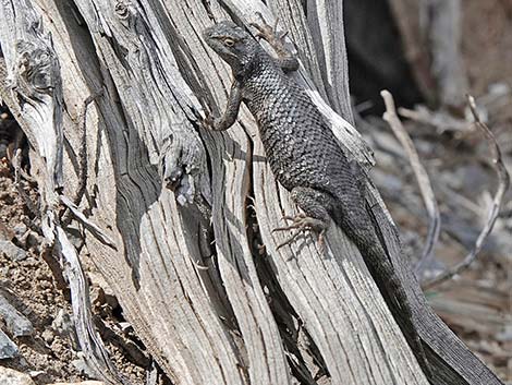 Great Basin Fence Lizard (Sceloporus occidentalis)