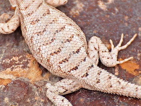 Plateau Fence Lizard (Sceloporus tristichus)