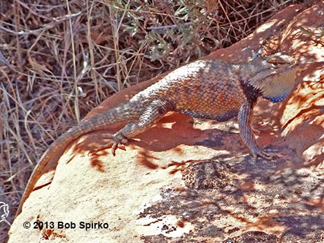 Yellow-backed Spiny Lizard (Sceloporus uniformis)