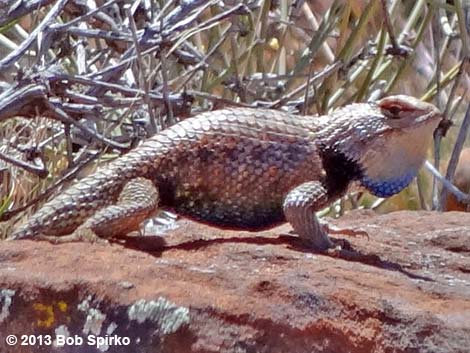 Yellow-backed Spiny Lizard (Sceloporus uniformis)