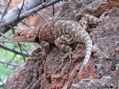 Yellow-backed Spiny Lizard (Sceloporus uniformis)