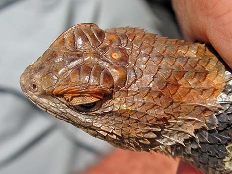 Yellow-backed Spiny Lizard (Sceloporus uniformis)