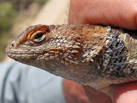 Yellow-backed Spiny Lizard (Sceloporus uniformis)