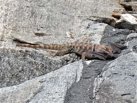 Yellow-backed Spiny Lizard (Sceloporus uniformis)