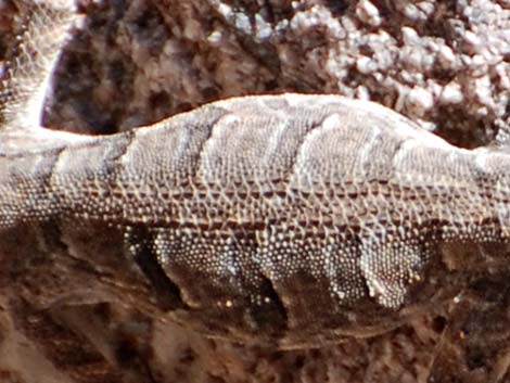 Ornate Tree Lizard (Urosaurus ornatus)