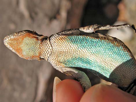 Ornate Tree Lizard (Urosaurus ornatus)