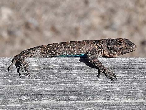 Ornate Tree Lizard (Urosaurus ornatus)