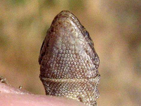 Desert Night Lizard (Xantusia vigilis)