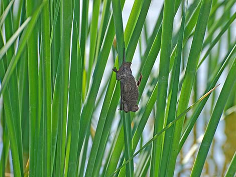 Mexican Free-tailed Bat (Tadarida brasiliensis)