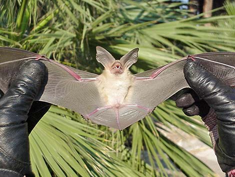 Pallid Bat (Antrozous pallidus)