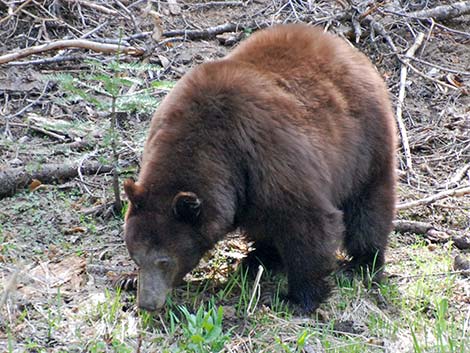 Black Bear (Ursus americanus)