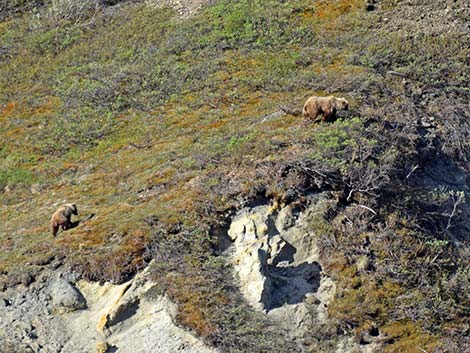 Grizzly Bear (Ursus arctos horribilis)