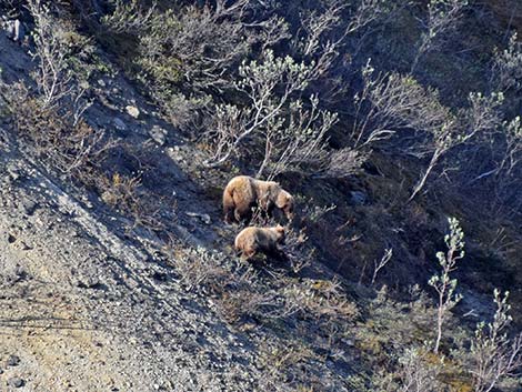 Grizzly Bear (Ursus arctos horribilis)