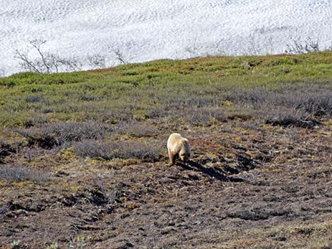 Grizzly Bear (Ursus arctos horribilis)