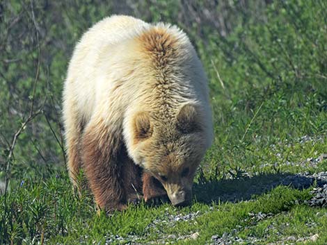 Grizzly Bear (Ursus arctos horribilis)