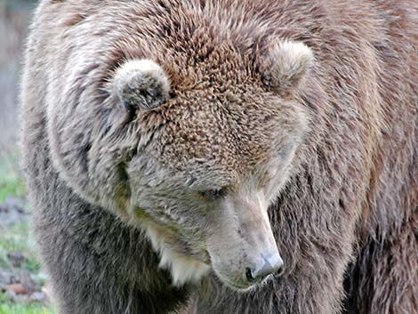 Grizzly Bear (Ursus arctos horribilis)