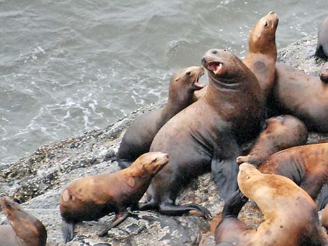 Steller Sea Lion (Eumetopias jubatus)