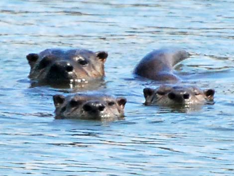 Northern River Otter (Lontra canadensis)