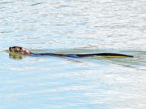 Northern River Otter (Lontra canadensis)