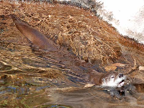 Northern River Otter (Lontra canadensis)