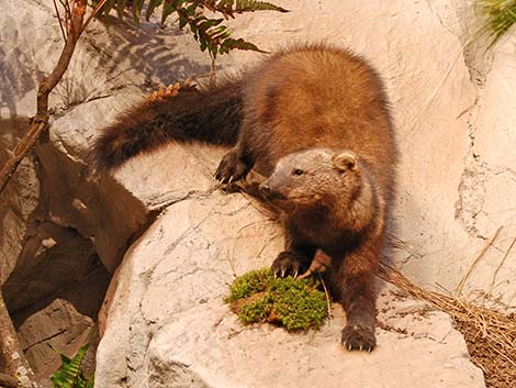 Fisher (Martes pennanti)