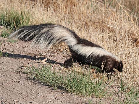 Striped Skunk (Mephitis mephitis)