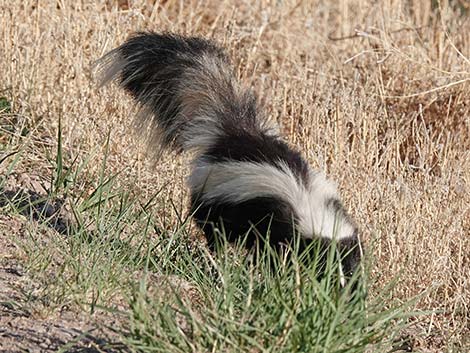 Striped Skunk (Mephitis mephitis)