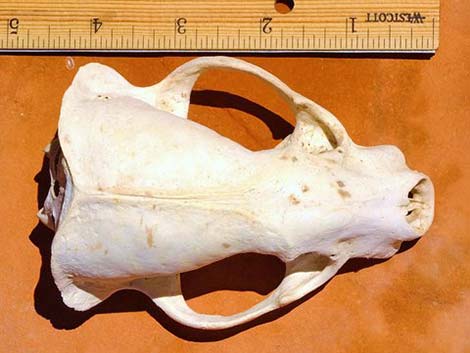 American Badger skull