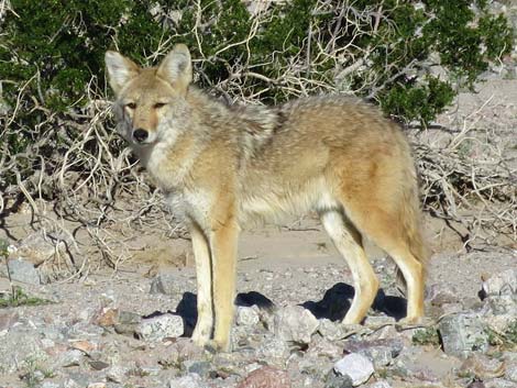 Coyote (Canis latrans)