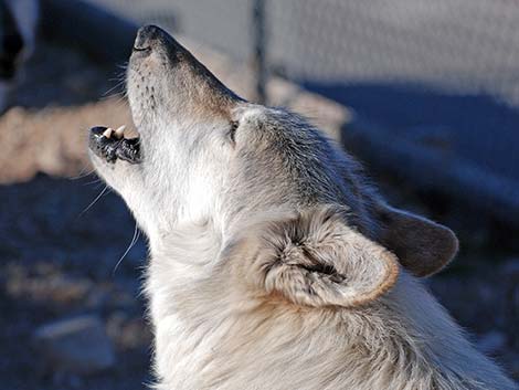 Gray Wolf (Canis lupus)