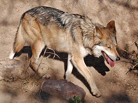 Gray Wolf (Canis lupus)