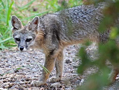 Gray Fox (Urocyon cinereoargenteus)