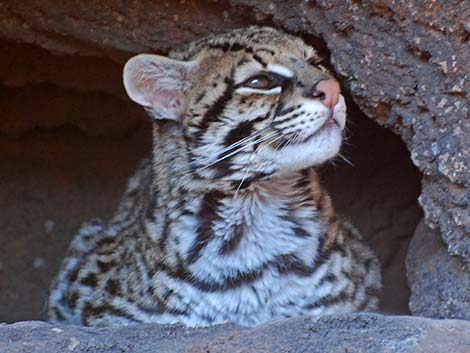 Ocelot (Leopardus pardalis)