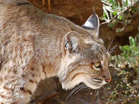 Bobcat (Lynx rufus)