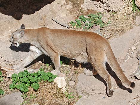 Mountain Lion (Puma concolor)