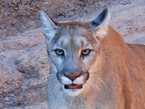 Mountain Lion (Felis concolor)