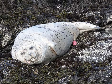 Harbor Seal (Phoca vitulina)